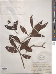 Image result for Englerina schubotziana