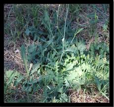 Image result for Launaea rogersii