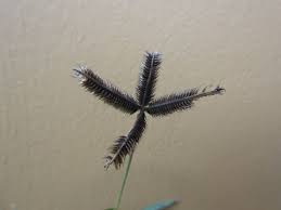 Image result for Dactyloctenium aegyptium