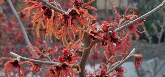 Image result for Hamamelis mollisi