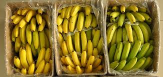 Bananas are high in antioxidants, which can provide protection from free radicals, which we come. Boxed Ripening Works Best For Bananas And Mangoes