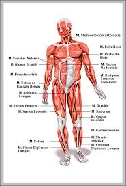 Muscles often contract to hold the body still or in a particular position rather than to cause. En 6579 Diagram Of Muscle In The Body Wiring Diagram