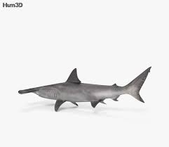 3d Model Of Smooth Hammerhead Shark Hd 3d Model Shark Model