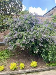 Image result for Vitex franceseana