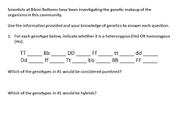 Spongebob is heterozygous for his square shape, but spongesusie is round. Spongebob Genetics 1 2 To Be Used With Ppt Video Online Download