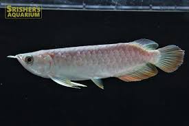 高背金龍 ハイバックゴールデンアロワナ シャンレン アジアアロワナ 大型魚 古代魚 Large Fish Ancient Fish スリッシャーズ アクアリウム 熱帯魚通販 熱帯魚専門店