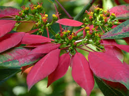 Image result for Euphorbia pulcherrima