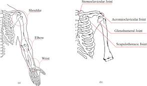 Rotator cuff tendinitis, bursitis and rotator cuff tears. Wearable Systems For Shoulder Kinematics Assessment A Systematic Review Bmc Musculoskeletal Disorders Full Text