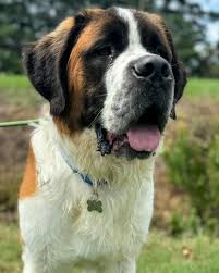 UPDATE: BANJO is out