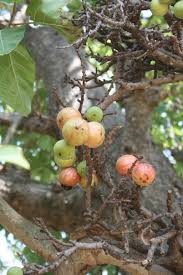 Image result for Ficus sur