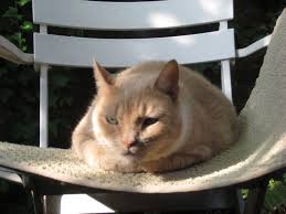 Gentle Ben Animals Beautiful Orange Cats Animals Friends