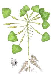 Image result for Trapa natans