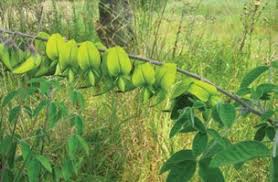 Image result for Cyphia brachyandra