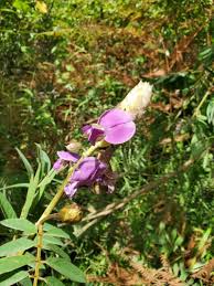 Image result for Tephrosia vogelii