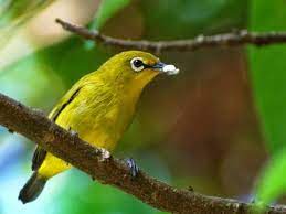 Harga pleci malang biasanya berada pada kisaran rp 150.000 sampai rp 200.000. Daftar Harga Burung Pleci Terbaru Update 2021 Lengkap