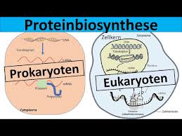 Check spelling or type a new query. Proteinbiosynthese Prokaryoten Und Eukaryoten Im Vergleich Youtube