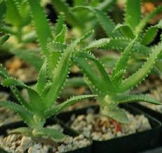 Image result for Aloe excelsa