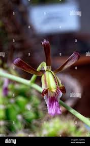 Image result for Eulophia petersii