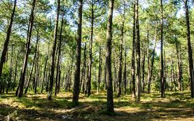 A la recherche de bois de cheminée pas cher en loire atlantique. Se Chauffer Au Bois Est Ce Une Solution Economique Cheminees Tesson