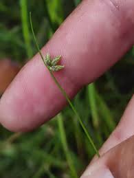 Image result for Isolepis setacea