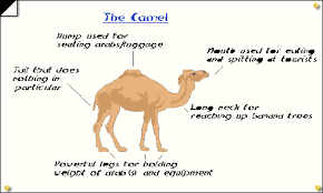 There are several groups of ungulate mammals whose weight is distributed about equally by the third and fourth toes as they move it is thought that there are about 1000 wild bactrian camels in the gobi desert in china and mongolia. Welcome To The Camel Site