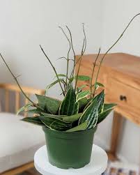 Image result for Mostuea microphylla