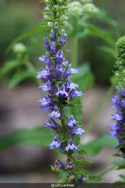 Image result for Lobelia thermalis