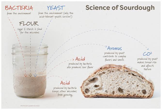 Sourdough for Science – Students Discover