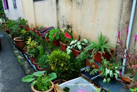 Asas tanaman pokok dalam pasu terdapat perkara asas mengenai penanaman pokok hiasan dalam pasu yang. Tanaman Dalam Pasu Menfaatkan Setiap Ruang Yang Ada