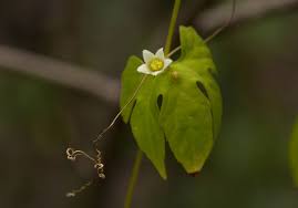 Image result for Diplocyclos tenuis