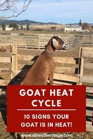 Goat Heat Cycle Is My Goat In Heat Breeding Goats Raising Farm Animals Goats
