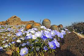 It mounds and uprightly climbs with branches that resemble vines, reaching about 5 ft. Atacama Desert In Bloom Eso