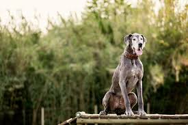 We save all great danes he is well trained and lovable, but is a big puppy who gets excited and gets the great dane zoomies every now and again, which, on one occasion. Great Dane Rescue South Africa
