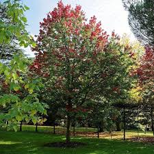 The nursery closed in 2010 but more than 240 acres of the. Acer Rubrum Pni 0268 October Glory Red Maple Servescape