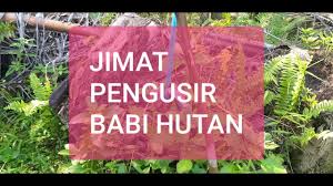 Cara menghalau serangan hama siput babi / bekicot. Cara Mudah Mengusir Babi Hutan Dari Kebun Kita Youtube