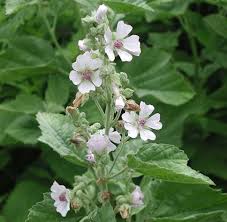 It's been used as a folk remedy for thousands of years to treat digestive, respiratory, and skin conditions. Original Marshmallow Made From Plant Roots The Star