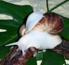 Not Found Giant African Land Snails African Snail Snail