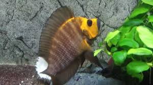 A female gold altolamprologus compressiceps.photo by sam borstein. Gold Head Compressiceps Youtube