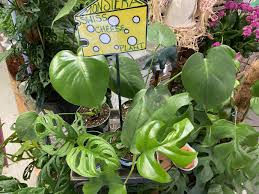 Ultra pure, dissolves completely and instantly. Houseplant Hseplt Supply