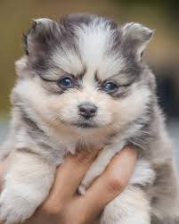 Axel glow up 😍😍 Axel is my teacup boy I kept out of my mama Athena who is  from is from my foundation bloodlines so I'm very happy after all these  years