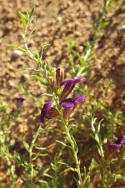 Image result for Aptosimum lugardiae