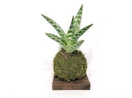 More images for piante giapponesi da interno » Aloe Vera Variegata Kokedama Giapponese Pianta Grassa Interno Etsy Kokedama Plants Aloe