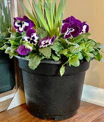 Maybe you would like to learn more about one of these? The Best Spring Floral And Plants For Boosting Your Mood Heinen S Grocery Store