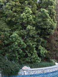 Image result for Emicocarpus