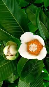 Image result for Dillenia indica