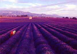Lavender Flower Fields Provence France Lavender Fields Provence Lavender Fields Flower Field