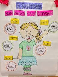 five senses senses preschool five senses kindergarten