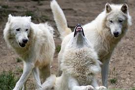 Get inspired, save in your collections, and share what you love on picsart. 200 Free Wolves Wolf Photos