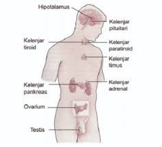 Kenali fungsi hingga beragam kondisi yang bisa terjadi pada mengenal kelenjar pituitari yang mengendalikan beragam fungsi tubuh. Sistem Endokrin Fungsi Organ Dan Gambarnya