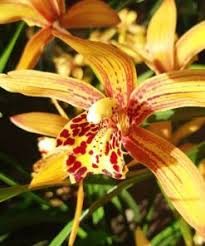 Floweradvisor semarang menyediakan layanan pengiriman karangan bunga dengan harga terjangkau dalam mata uang idr. Jual Bibit Tanaman Anggrek Orchid Bibitbunga Com